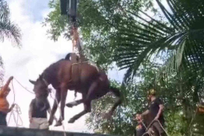 O cavalo não conseguia descer e o órgão estadual foi acionado para a remoção -  (crédito: Reprodução/Instagram/@defesacivilsp)