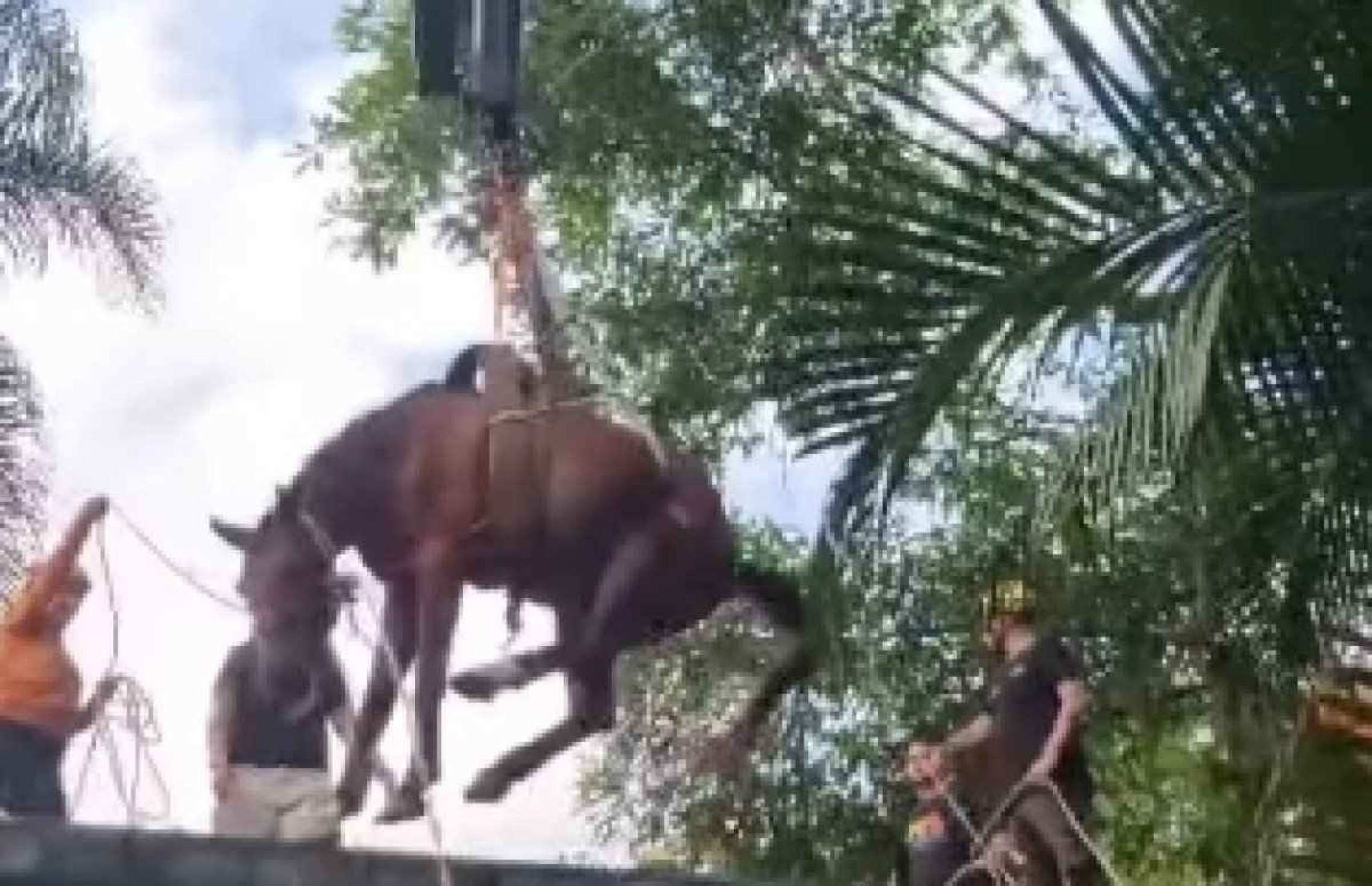 'Caramelo de Peruíbe': cavalo é resgatado após enchente no litoral paulista