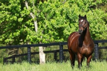 Cavalo em área rural: contaminação por ração tóxica já causou a morte de ao menos 245 animais em quatro estados brasileiros -  (crédito: Divulgação/Coolmore Stud)