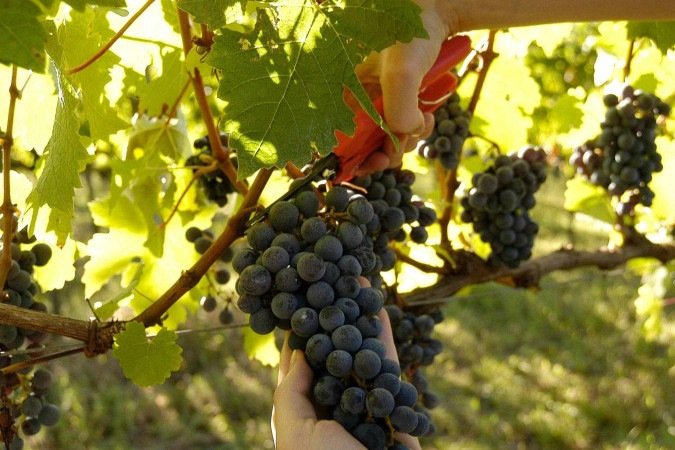 Vale dos Vinhedos vivencia a alegria e a exuberância da vindima - (crédito: Uai Turismo) Vale dos Vinhedos vivencia a alegria e a exuberância da vindima - (crédito: Uai Turismo)