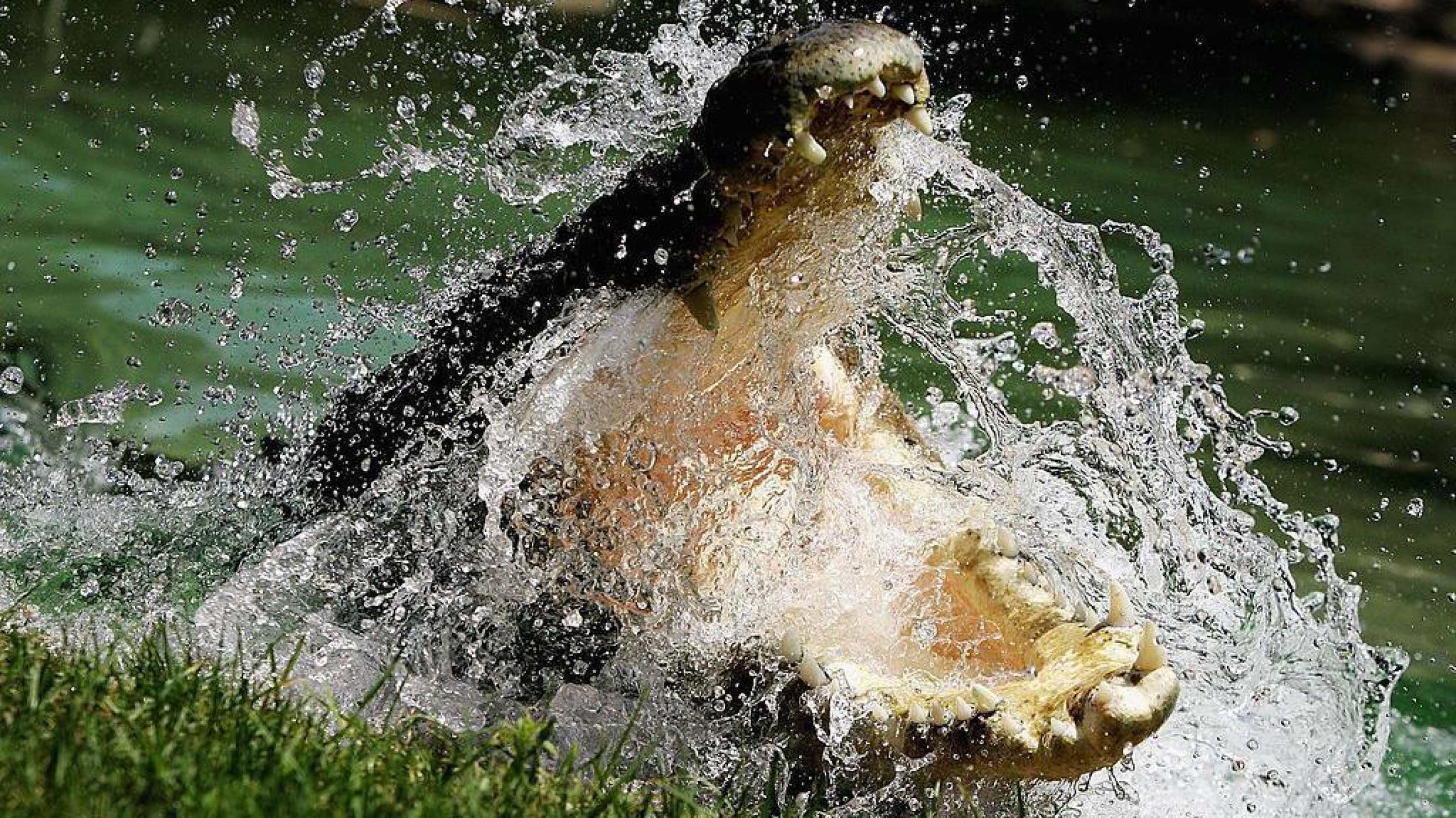 O trabalho de Kelly Ewin é capturar e remover crocodilos do porto de Darwin -  (crédito: BBC)