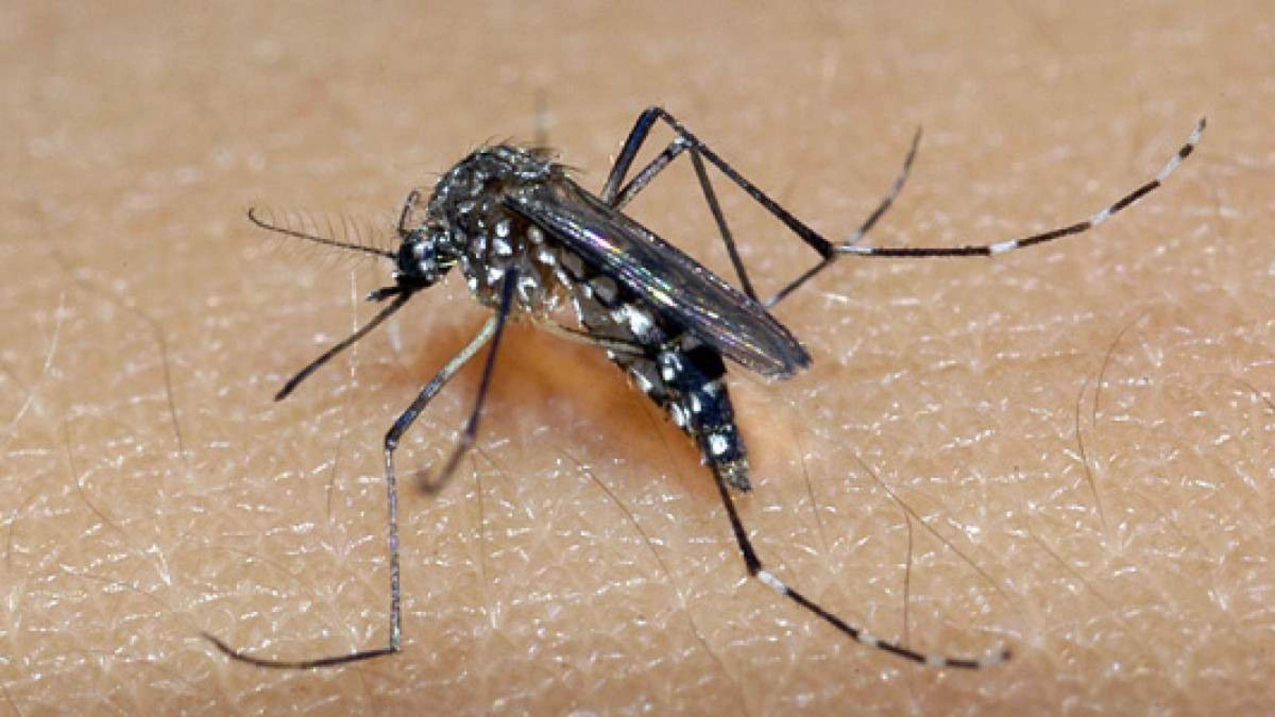 Dengue: Justiça renova alvará que autoriza agentes de saúde a entrarem em imóveis fechados