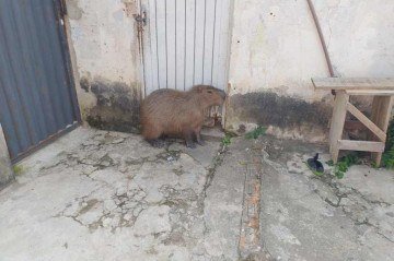 Capivara é capturada dentro de casa em Poços de Caldas  - Divulga&ccedil;&atilde;o/CBMMG