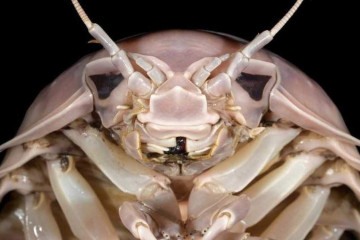 Descoberto nas águas do Vietnã, 'Bathynomus vaderi' atinge até 32,5 centímetros e pode pesar mais de 1 quilo -  (crédito: Nguyen Thanh Son/CC BY)