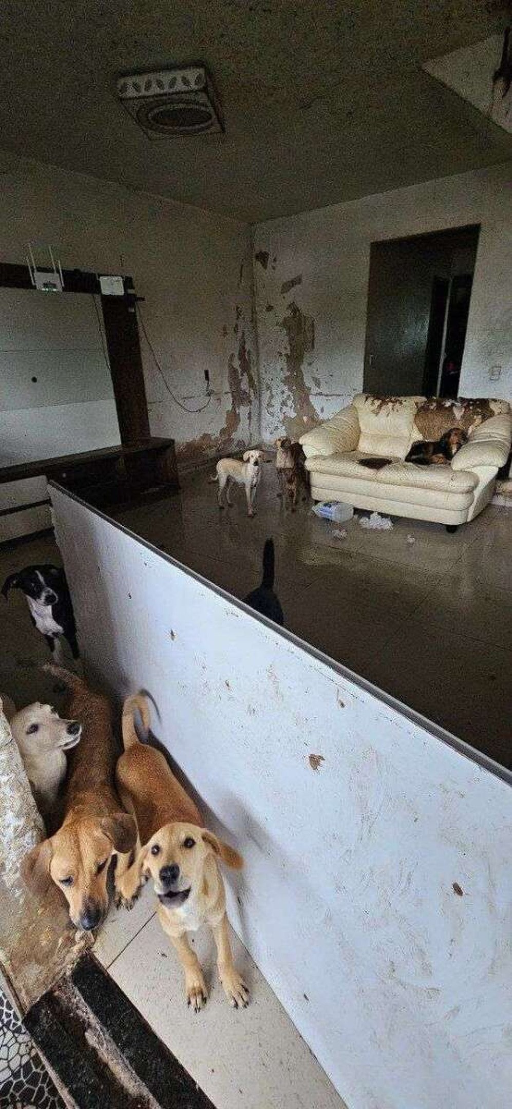 Muitos dos cães apresentavam magreza exacerbada, defecavam sangue e tinham feridas espalhadas pelos corpos. Além disso, alguns apresentavam suspeitas de zoonoses