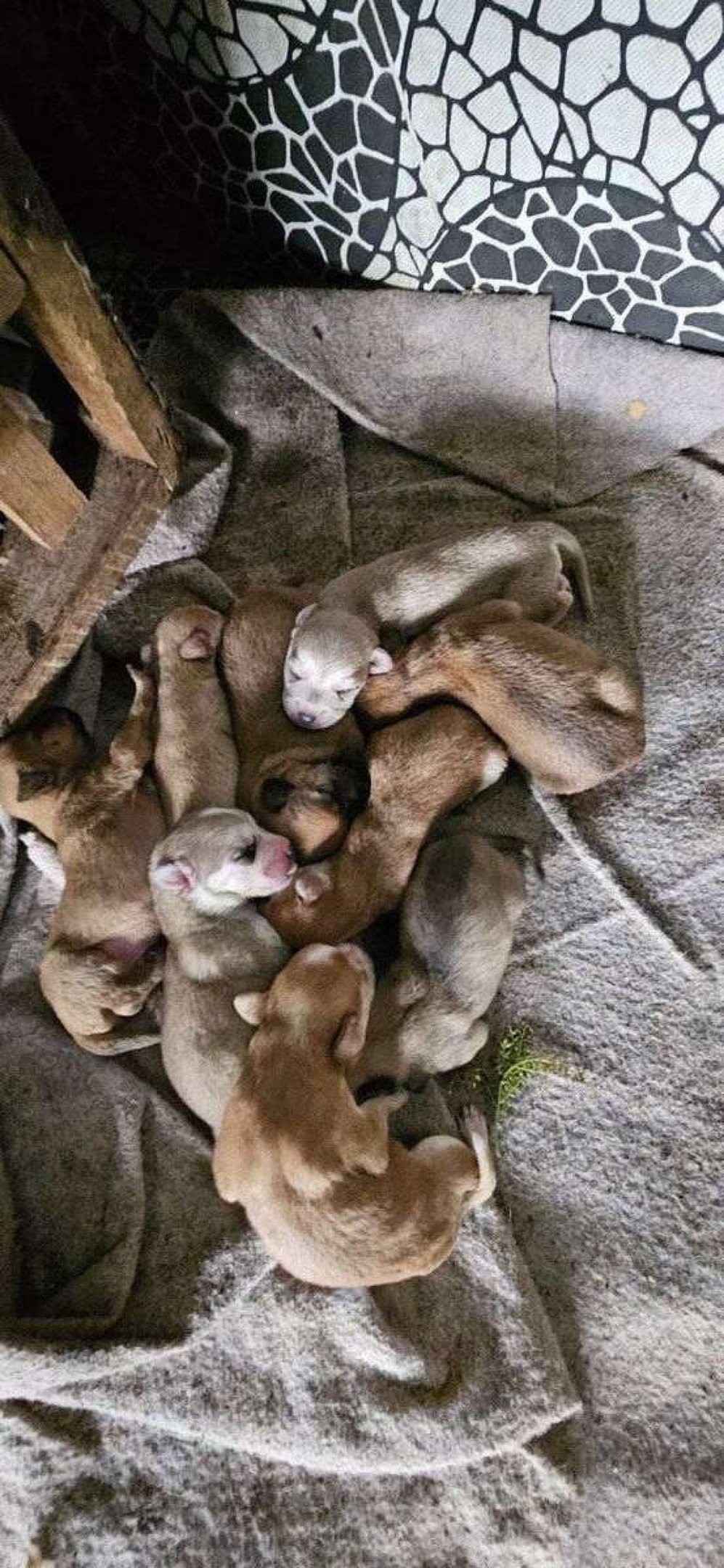 As investigações começaram após o recebimento de diversas denúncias de ataques de cães a moradores e a outros animais na região