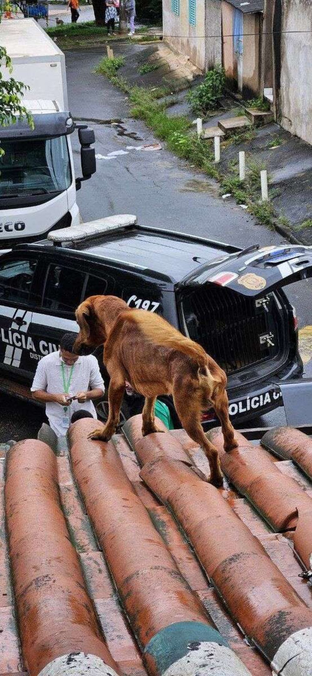 Os animais resgatados receberam atendimento médico veterinário no Hospital Veterinário Público de Brasília (HVEP) e, posteriormente, foram encaminhados ao Centro de Controle de Zoonoses para os cuidados necessários