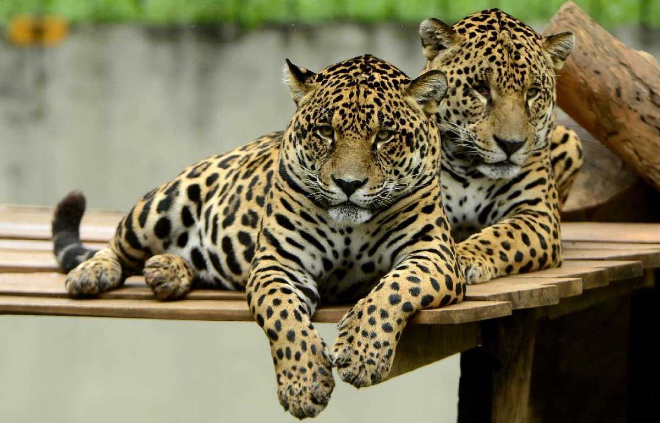 Zoológico e Jardim Botânico registram mais de 48 mil visitas no feriadão