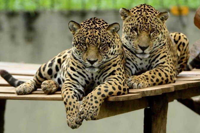 George e Peter criaram um forte laço e permanecem sempre juntos