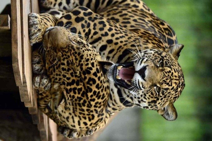 Os irmãos amam esturrar e interagir um com o outro  