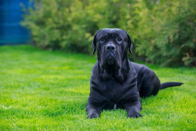 O cane corso é uma raça imponente e fascinante (Imagem: Olga Aniven | Shutterstock)  -  (crédito: EdiCase)