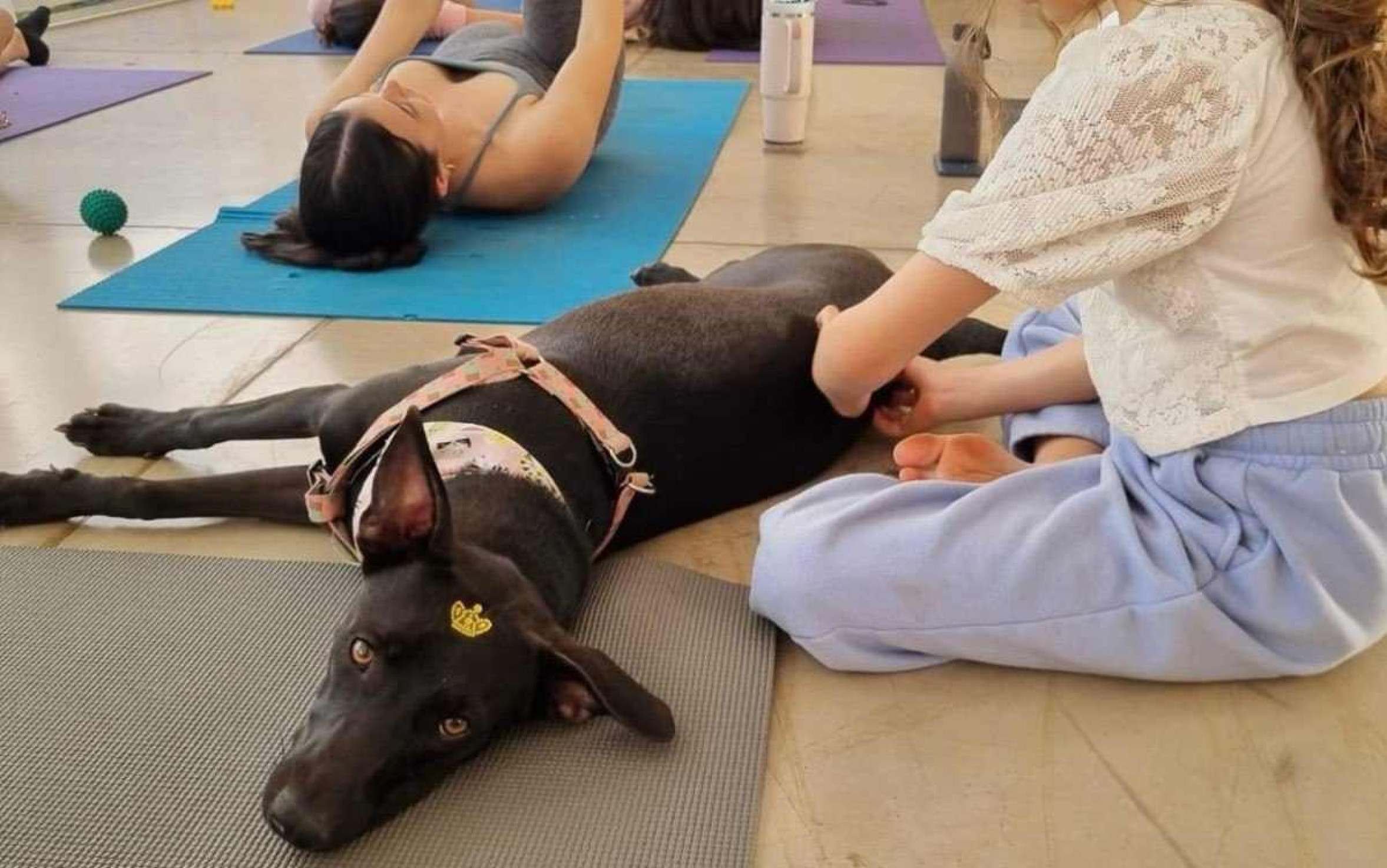 Yoga com cachorros? Evento neste sábado (18/1) promove feira de adoção