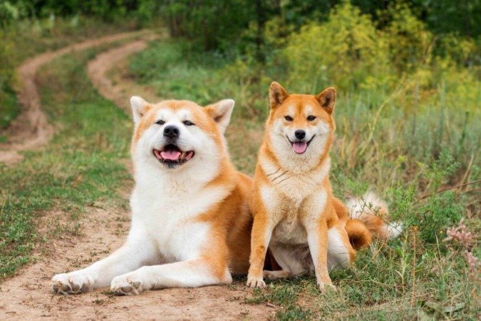 O akita e o shiba inu são cachorros diferentes (Imagem: FunFamilyRu | Shutterstock) - (crédito: EdiCase) O akita e o shiba inu são cachorros diferentes (Imagem: FunFamilyRu | Shutterstock) - (crédito: EdiCase)