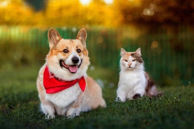 Pequenos descuidos podem afetar a saúde e o bem-estar dos pets (Imagem: Bachkova Natalia | Shutterstock) - (crédito: EdiCase) Pequenos descuidos podem afetar a saúde e o bem-estar dos pets (Imagem: Bachkova Natalia | Shutterstock) - (crédito: EdiCase)