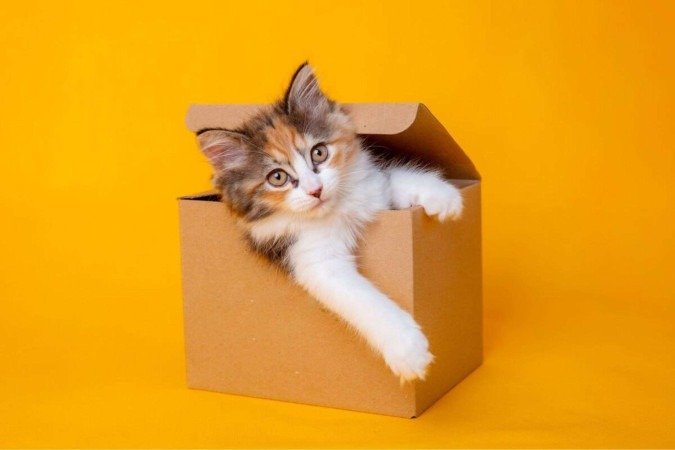 Além da sensação de aconchego e segurança, as caixas podem promover a saúde física e mental dos gatos (Imagem: OlesyaPogosskaya | Shutterstock) - (crédito: EdiCase) Além da sensação de aconchego e segurança, as caixas podem promover a saúde física e mental dos gatos (Imagem: OlesyaPogosskaya | Shutterstock) - (crédito: EdiCase)