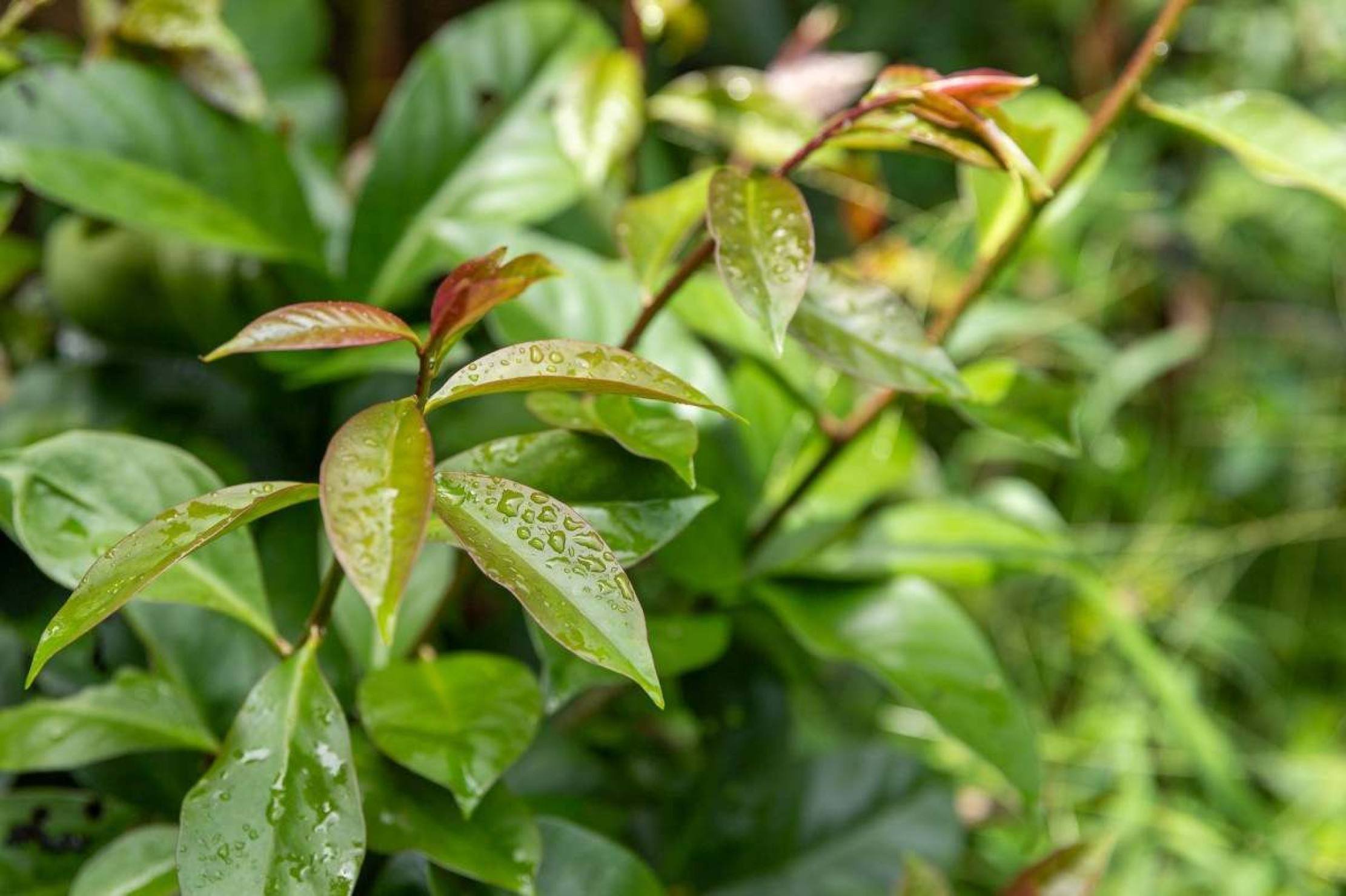 Conheça os benefícios das plantas alimentícias não convencionais