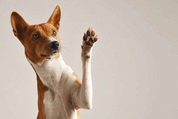 Cachorro -  (crédito: Reprodução/Freepik)