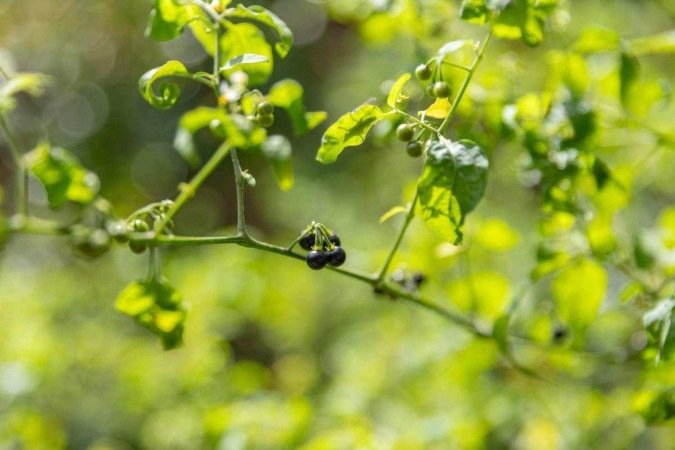  Revista. 26/01/2025. Editorial. Plantas. Plantas alimentícias não convencionais. 
