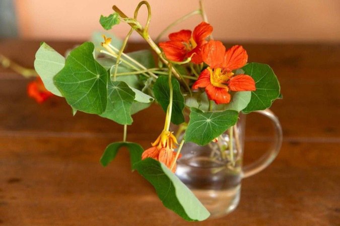 Revista. 26/01/2025. Editorial. Plantas. Plantas alimentícias não convencionais. 
    