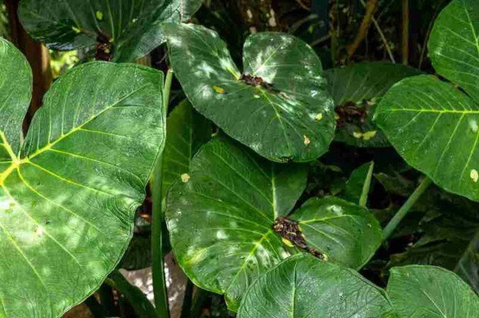  Revista. 26/01/2025. Editorial. Plantas. Plantas alimentícias não convencionais. 