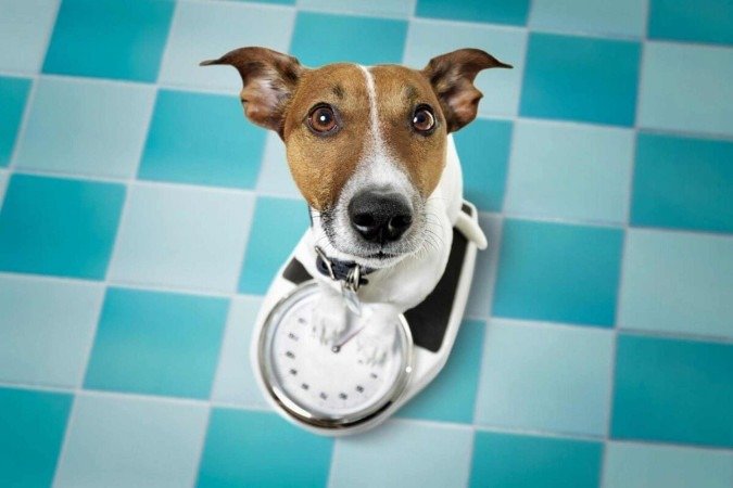 Controlar o peso dos cachorros evita doenças e aumenta a expectativa de vida do pet (Imagem: Vibe Images | Shutterstock)  -  (crédito: EdiCase)