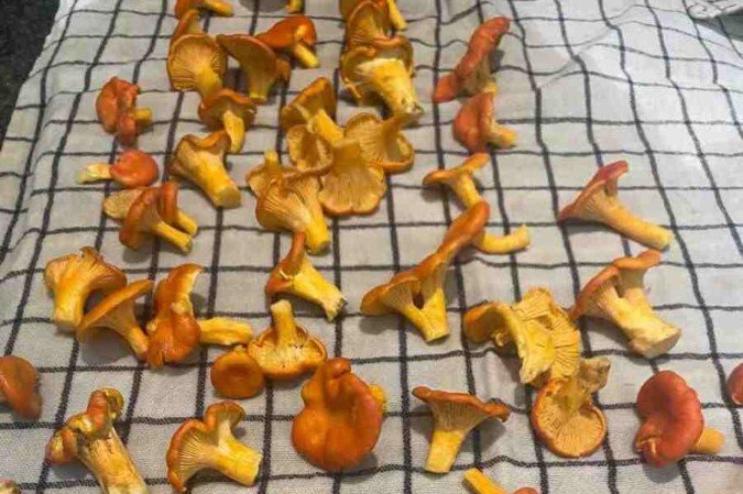 Os cogumelos são uma das novas apostas do Aquavit