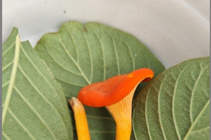 Cogumelo Chanterelle ou Cantarelo 