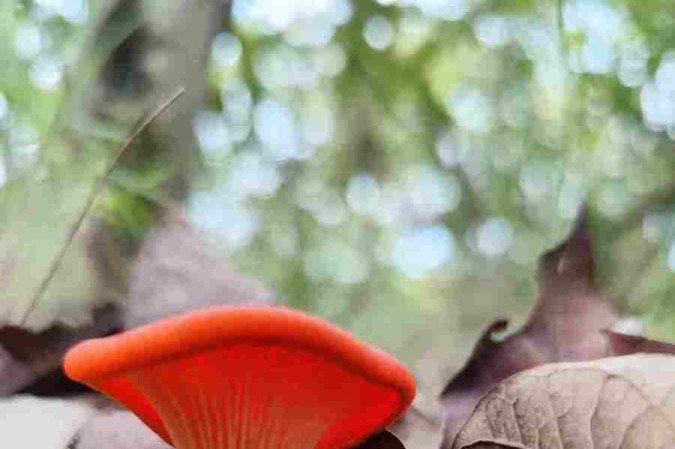  Cogumelo Chanterelle ou Cantarelo 