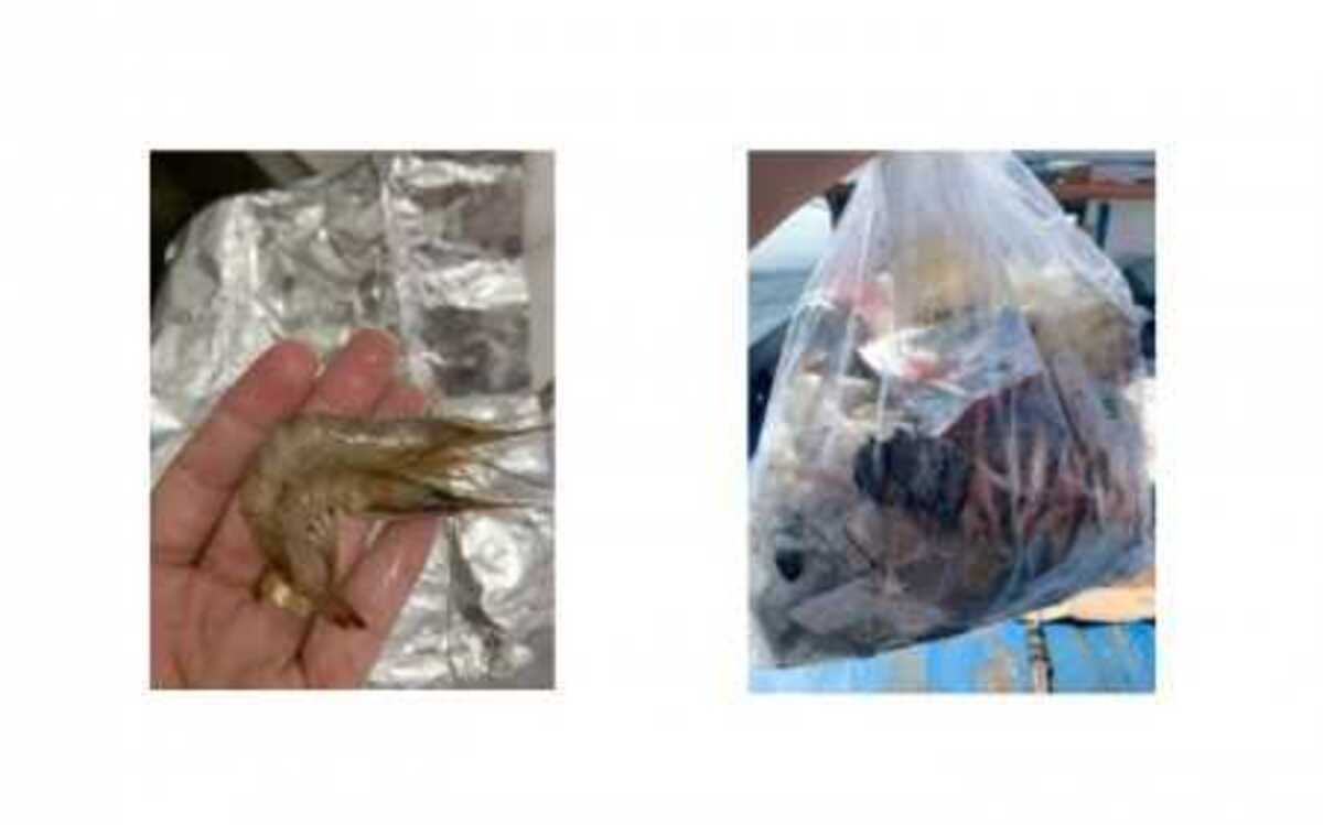 Pesquisa analisa riscos da contaminação de camarões por microplásticos