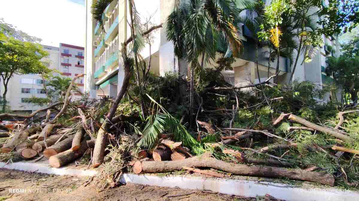 ApÃ³s temporal, Plano Piloto amanhece com Ã¡rvores caÃ­das