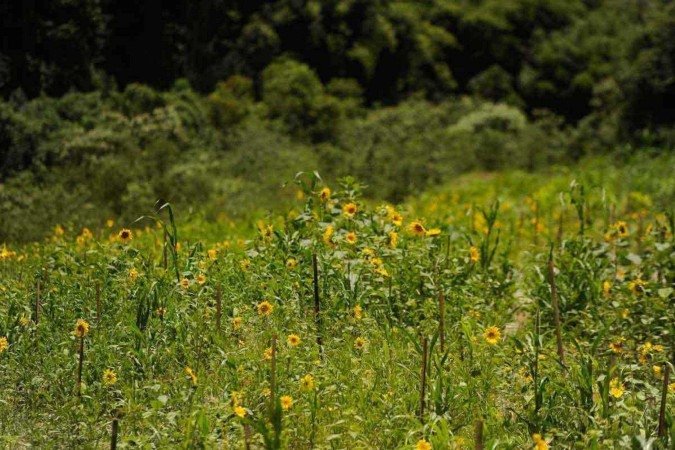 Área de recuperação ambiental e restabelecimento da biodiversidade, 
uma das linhas de atuação da empresa na área afetada pelos rejeitos