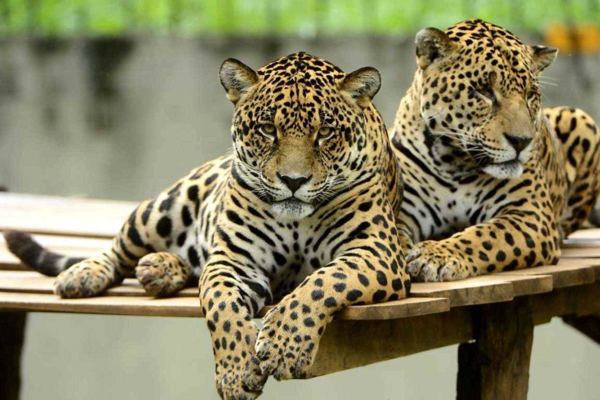 Onças Irmãos: Uma História de Sobrevivência e Fama no Jardim Zoológico de Brasília