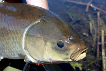 Estudos demonstraram que a grande maioria dos peixes-búfalos-boca-grande que vivem no Lago Rice, em Minnesota (EUA), nasceu antes do fim da Segunda Guerra Mundial, em 1945 -  (crédito: Alec Lackmann)