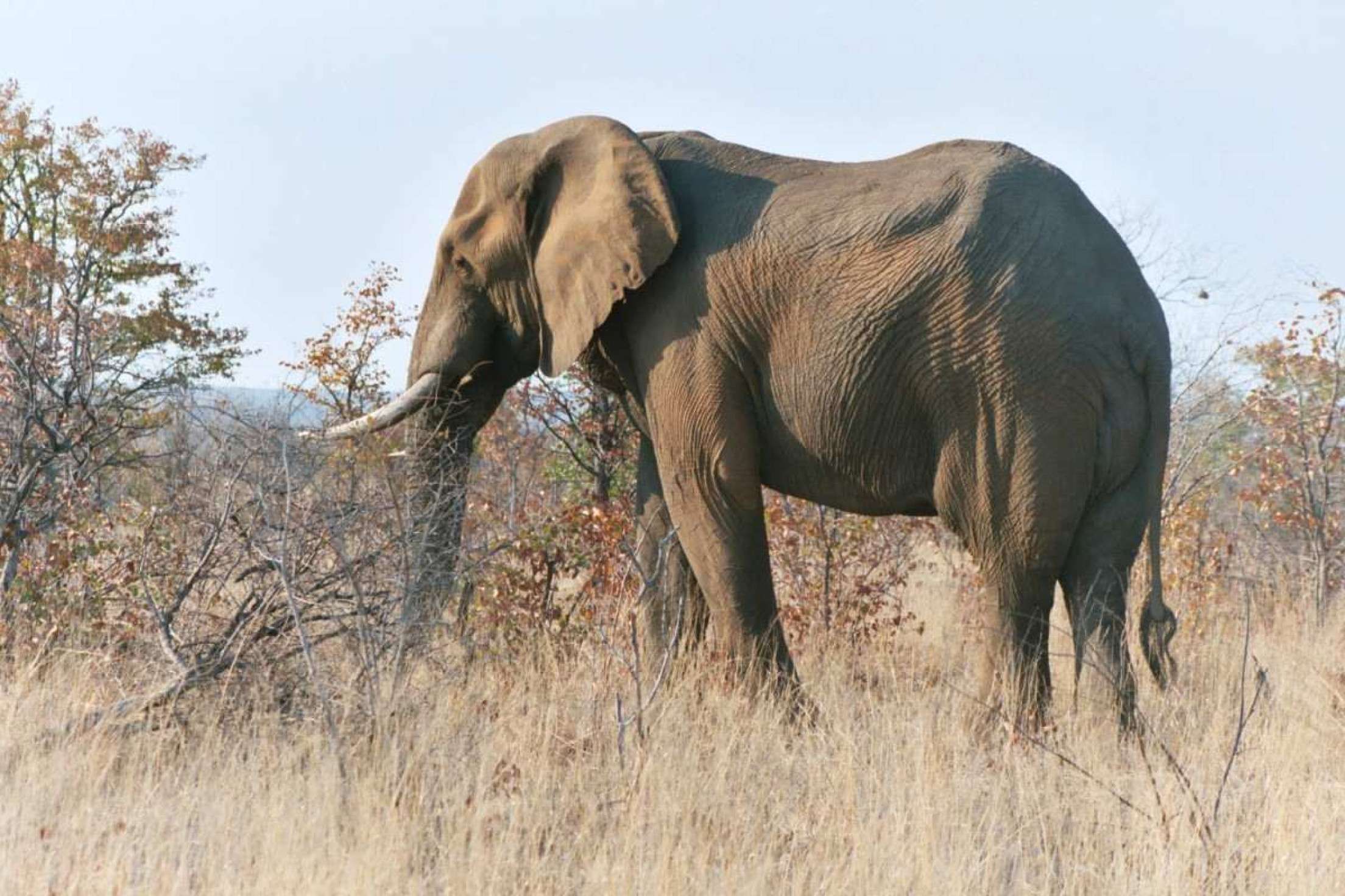 Elefante mata turista pisoteado em parque na África do Sul