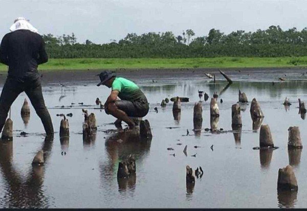 Reproduçao larq_ufma