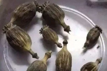 Criança denuncia pai por esconder papoulas em casa na China Criança denuncia pai por esconder papoulas em casa na China