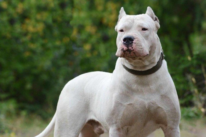 O dogo argentino é um cachorro inteligente e afetuoso (Imagem: GeptaYs | Shutterstock) - (crédito: EdiCase) O dogo argentino é um cachorro inteligente e afetuoso (Imagem: GeptaYs | Shutterstock) - (crédito: EdiCase)