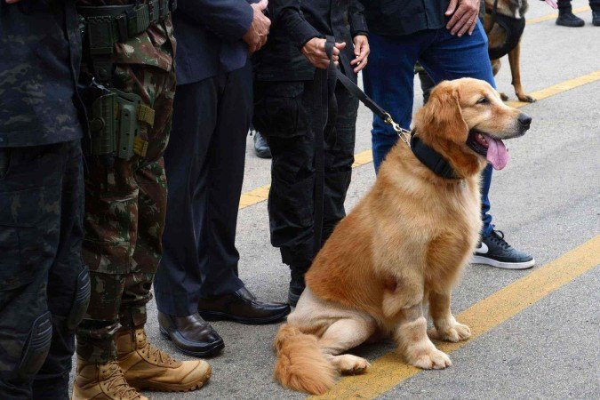 O cão Jimmy, Golden Retriever, que trabalhou durante 4 anos, realizando atividade de cão de detecção de narcóticos