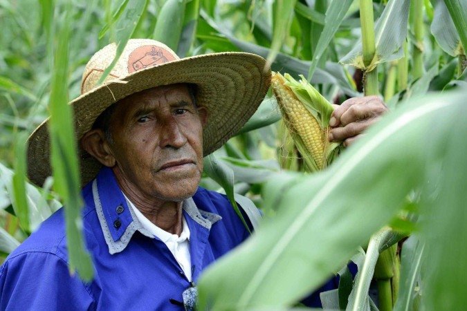  2025 Carlos Vieira/CB Press. ProduÃ§Ã£o de milho no DF. Manoel Pereira, produtor no Recanto das Emas.