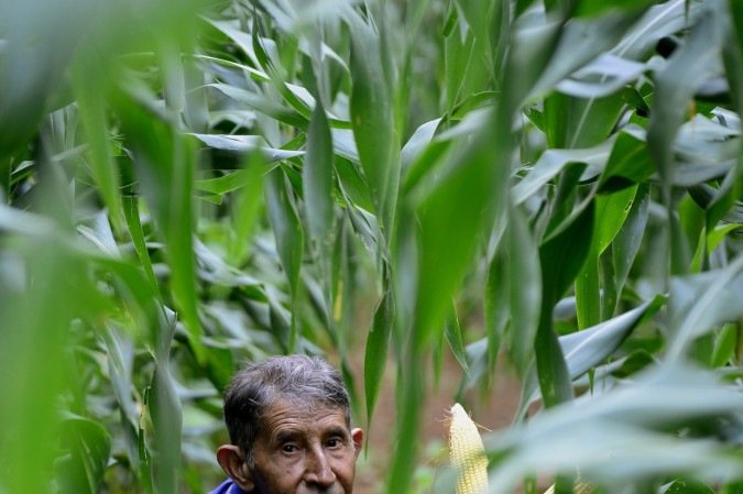  2025 Carlos Vieira/CB Press. Produção de milho no DF. Manoel Pereira, produtor no Recanto das Emas.