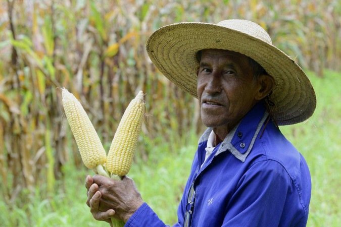  2025 Carlos Vieira/CB Press. Produção de milho no DF. Manoel Pereira, produtor no Recanto das Emas.