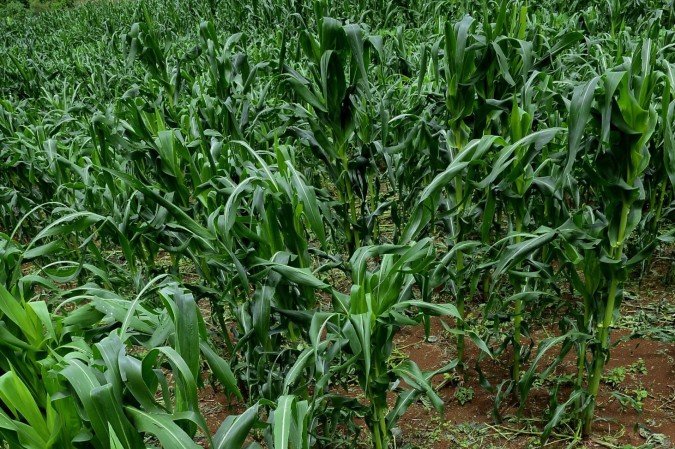  2025 Carlos Vieira/CB Press. Produção de milho no DF. Manoel Pereira, produtor no Recanto das Emas.