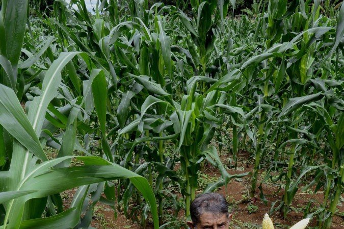  2025 Carlos Vieira/CB Press. Produção de milho no DF. Manoel Pereira, produtor no Recanto das Emas.