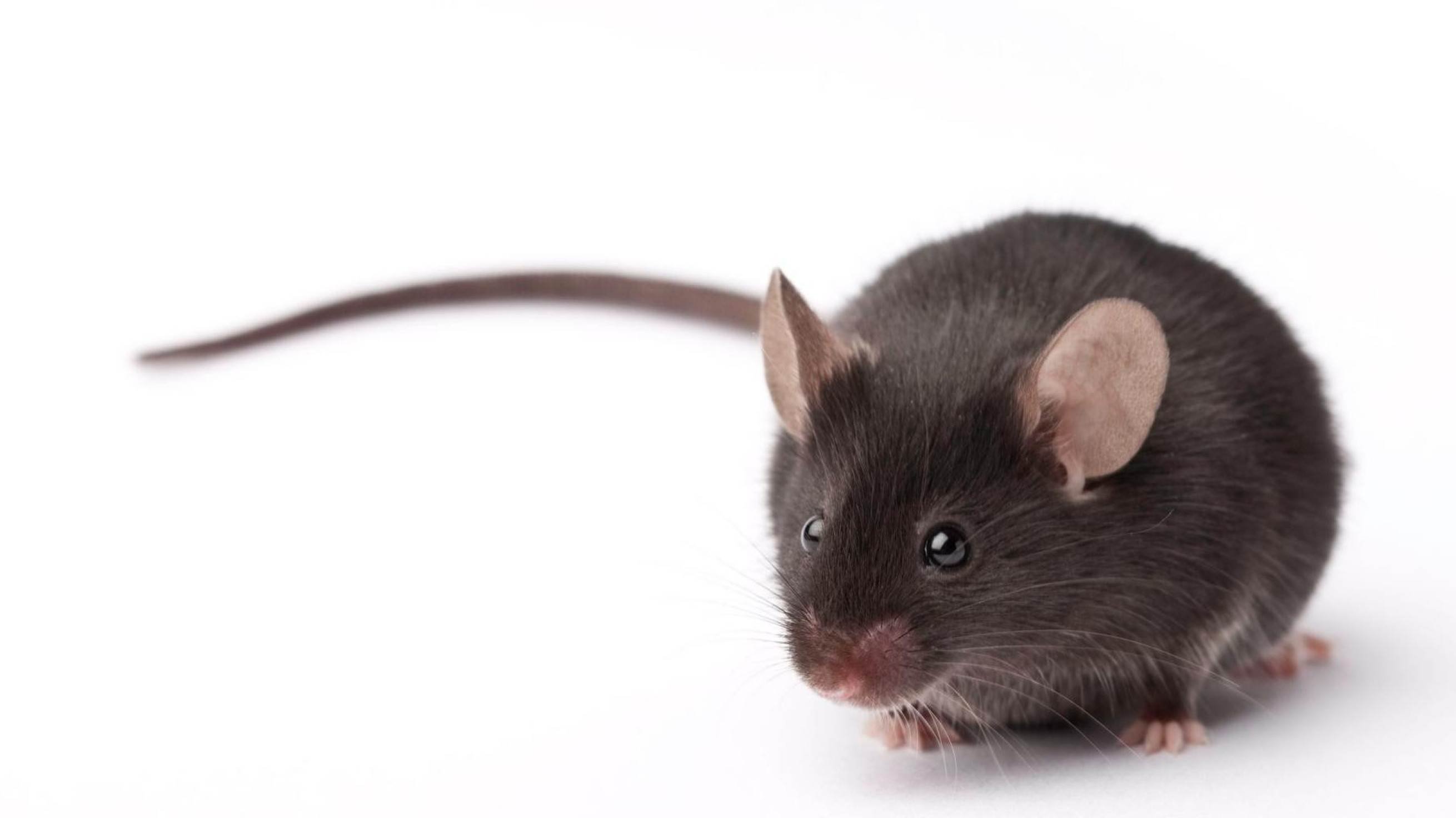 Cientistas chineses criaram camundongos com DNA de dois machos