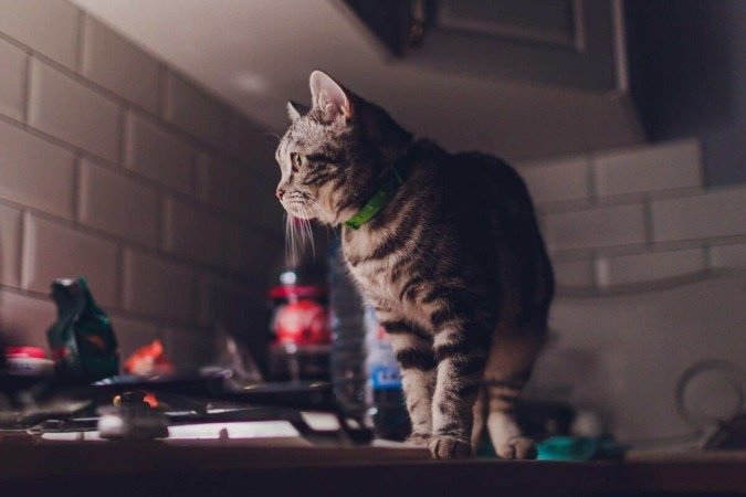 Hiperatividade dos gatos durante a noite pode ser sinal de tédio  e ansiedade (Imagem: Vershinin89 | Shutterstock)  -  (crédito: EdiCase)