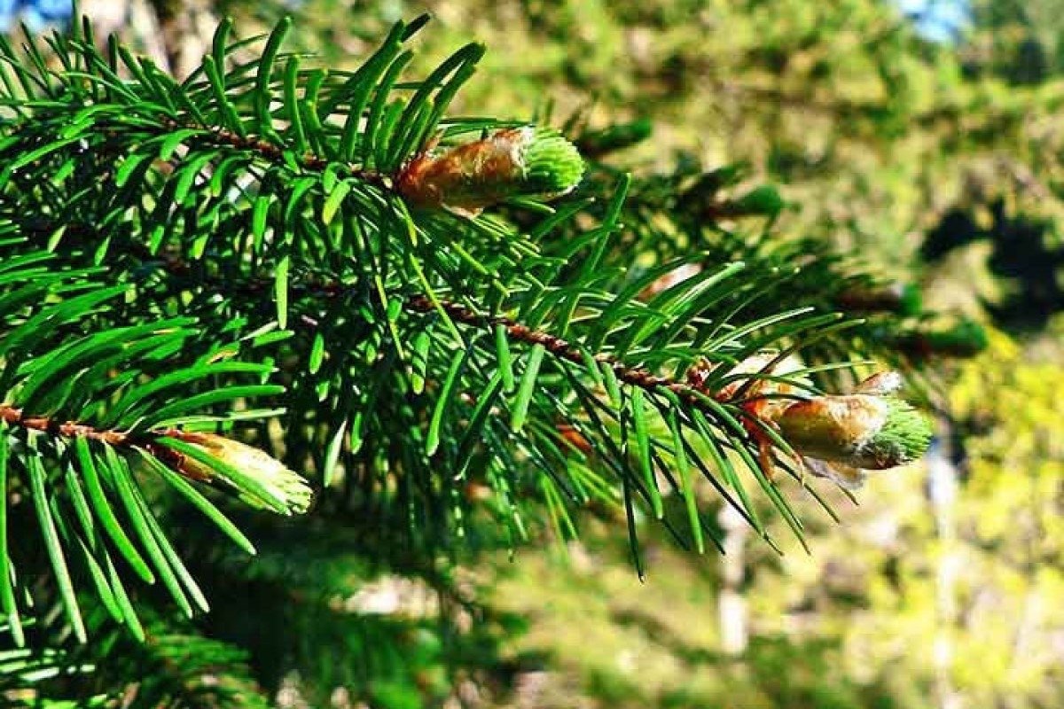 Árvores coníferas embelezam paisagem de frias florestas