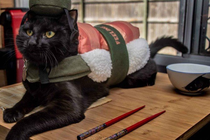 Nome de comida é uma opção criativa para nomear o gato (Imagem: Robert Wolski | Shutterstock) - (crédito: EdiCase) Nome de comida é uma opção criativa para nomear o gato (Imagem: Robert Wolski | Shutterstock) - (crédito: EdiCase)