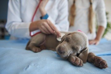 Sintomas como febre e mudança de comportamento podem ser oberservados nos cães afetados - (crédito: Reprodução/ Freepik) Sintomas como febre e mudança de comportamento podem ser oberservados nos cães afetados - (crédito: Reprodução/ Freepik)