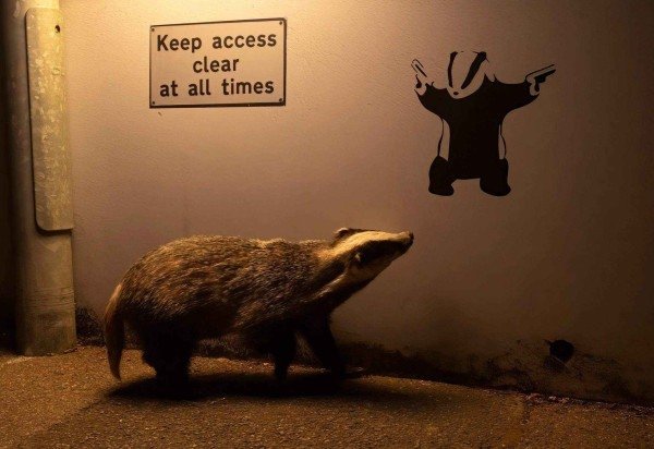 David Northall / Wildlife Photographer of the Year