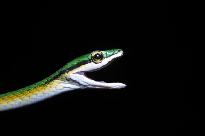 As cobras-papagaios são animais diurnos e arborículos — costumam viver, principalmente, nas árvores —, além de serem predadoras ágeis de pequenos vertebrados -  (crédito:  Reprodução/UFMS)